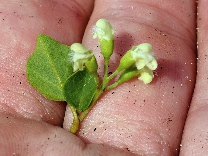 Premna resinosa