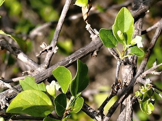 Premna resinosa