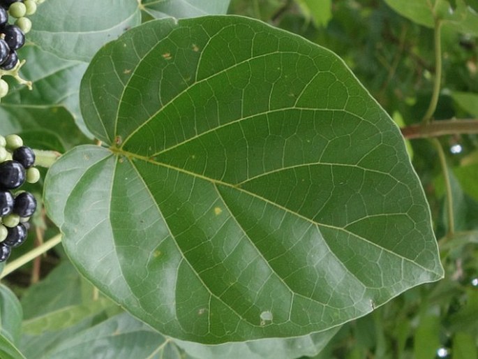 Premna pubescens