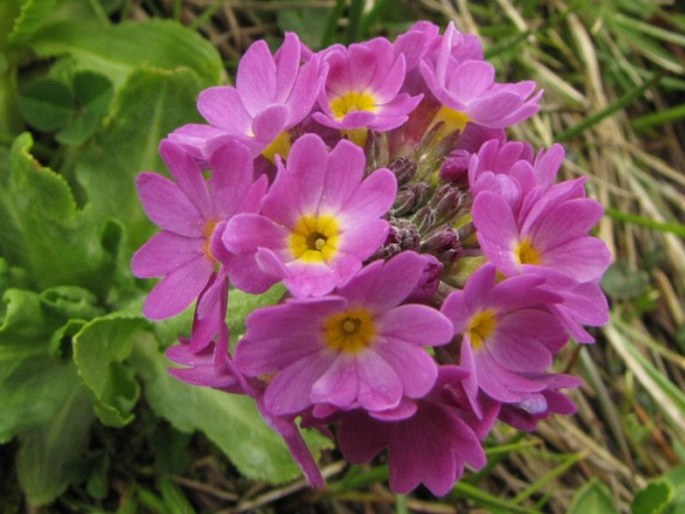 Primula algida