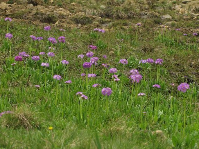 Primula algida