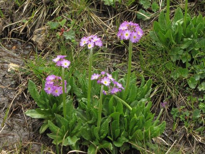 PRIMULA ALGIDA Adams – prvosenka / prvosienka