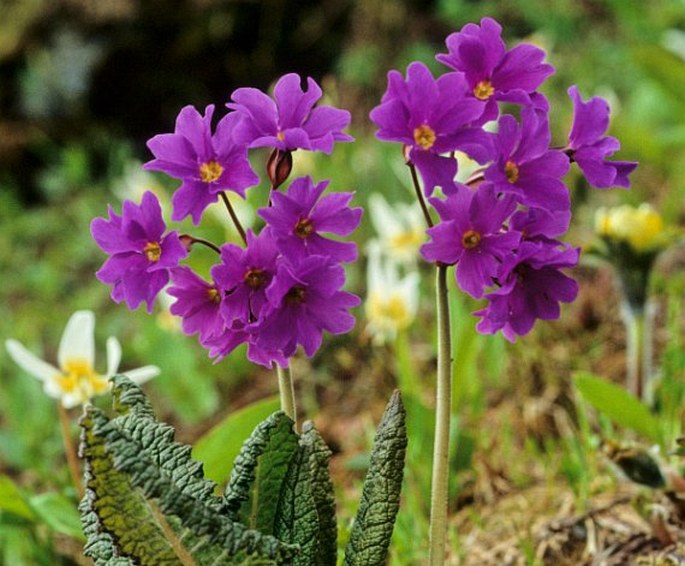 Primula amoena