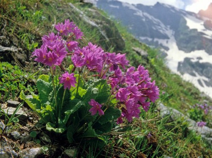 Primula amoena