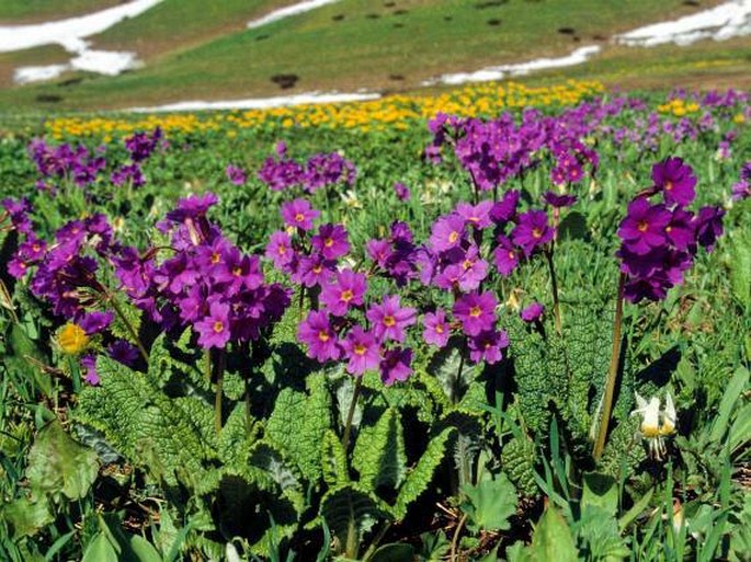 Primula amoena