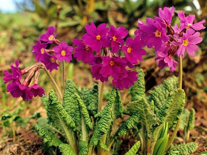 PRIMULA AMOENA M. Bieb. – prvosenka půvabná / prvosienka