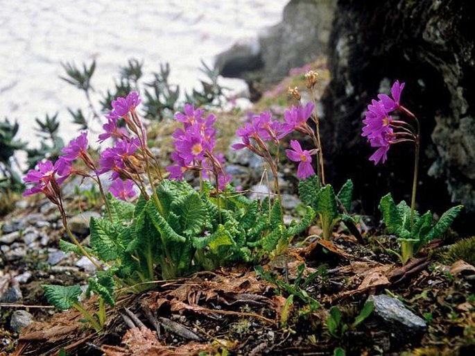 Primula amoena