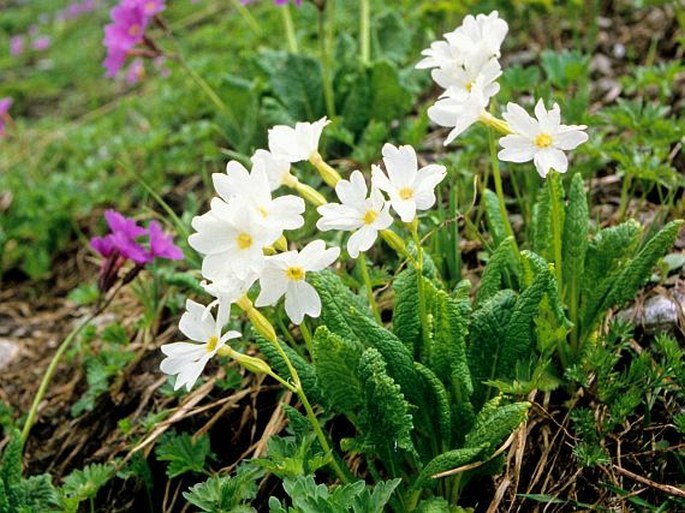 Primula amoena