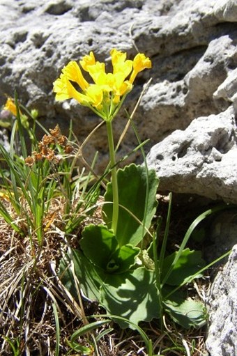 Primula auricula