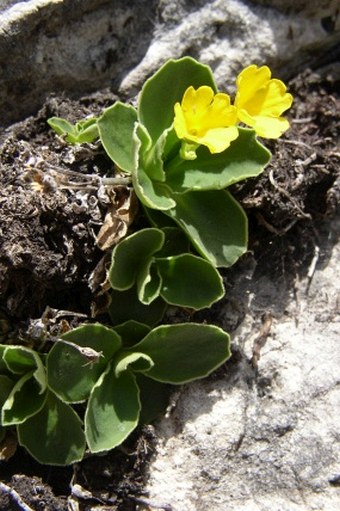 Primula auricula