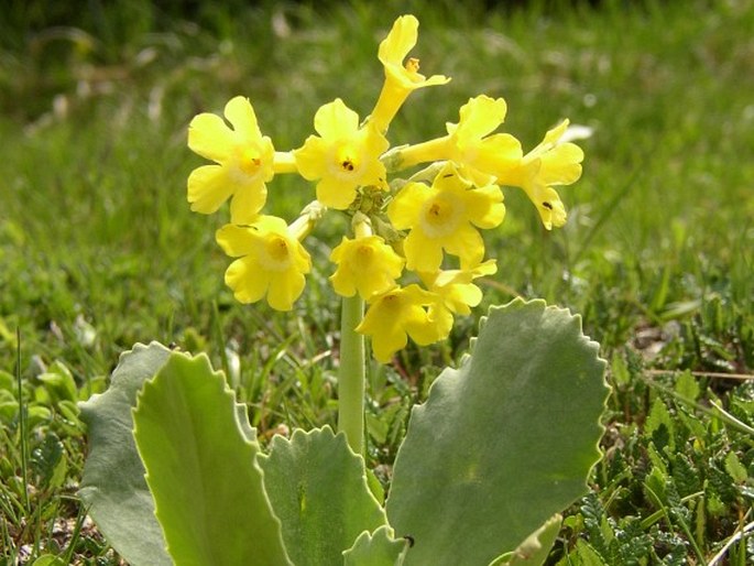 PRIMULA AURICULA L. – prvosenka lysá / prvosienka holá