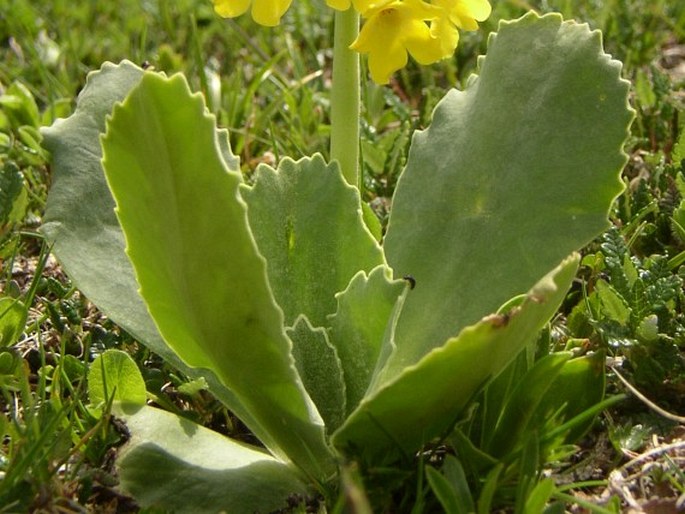 Primula auricula