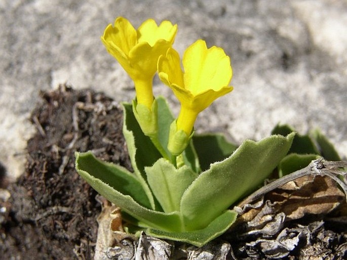 Primula auricula