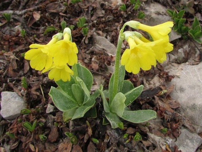 Primula auricula