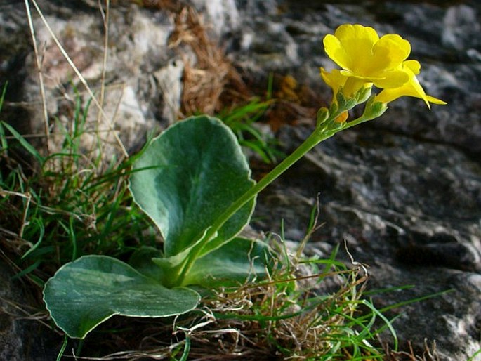 Primula auricula