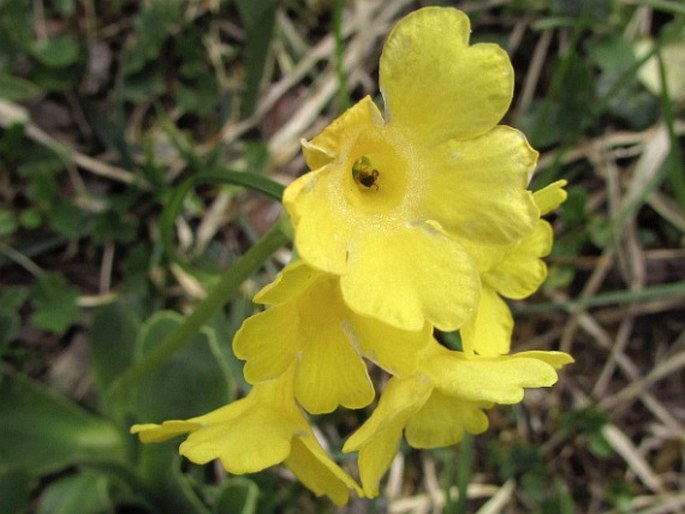 Primula auricula