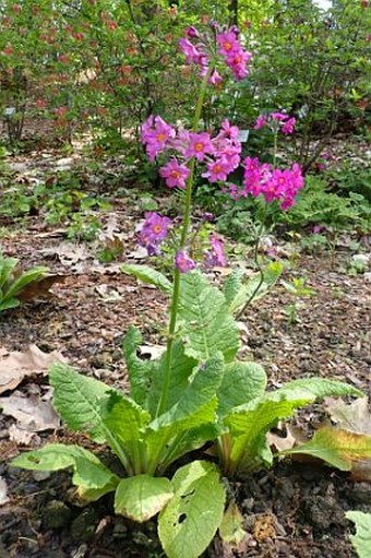 Primula beesiana