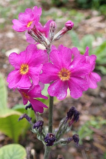 Primula beesiana