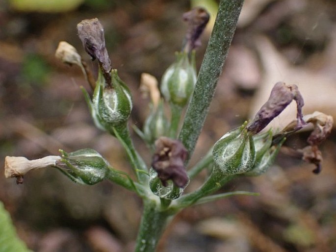 Primula beesiana