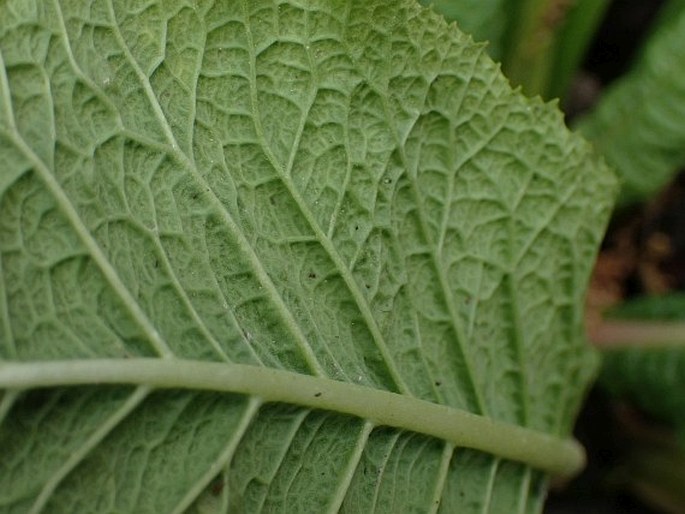 Primula beesiana