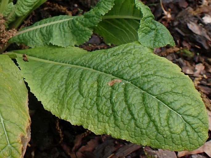 Primula beesiana