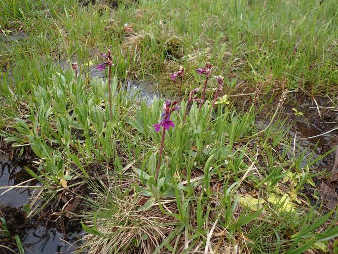 Primula deorum