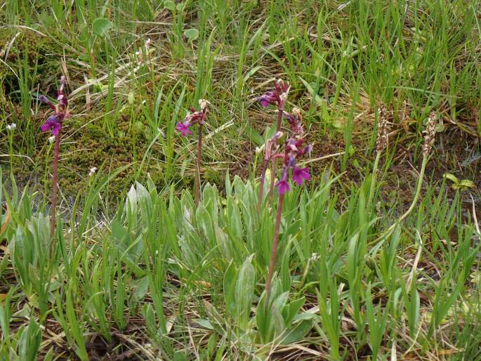 Primula deorum