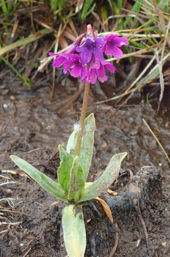 Primula deorum