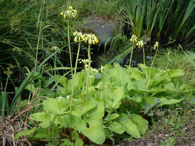 Primula florindae