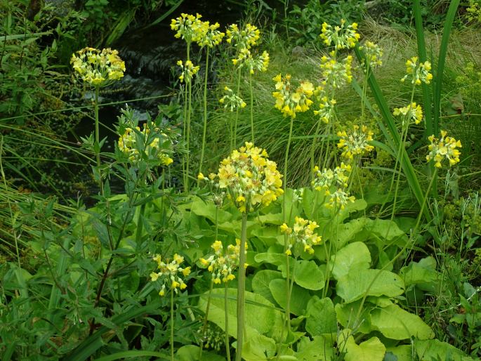 Primula florindae