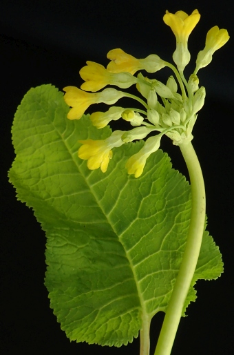 Primula florindae