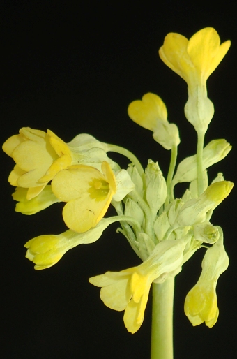 Primula florindae