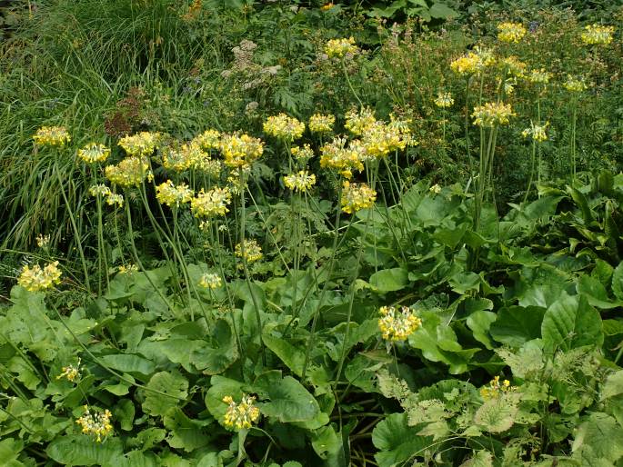 Primula florindae