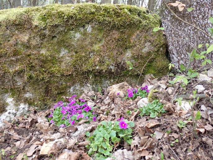 Primula juliae