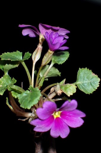 Primula juliae