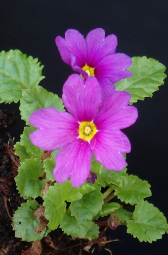 Primula juliae