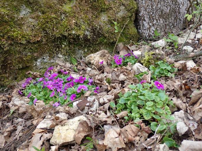 Primula juliae