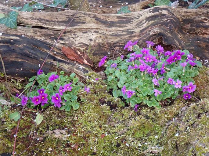 Primula juliae