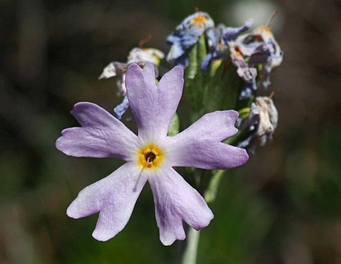 PRIMULA MAGELLANICA Lehm. – prvosenka / prvosienka