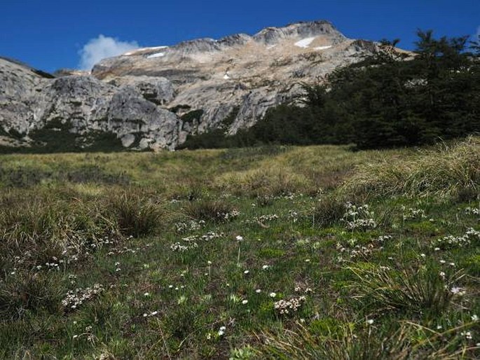 Primula magellanica