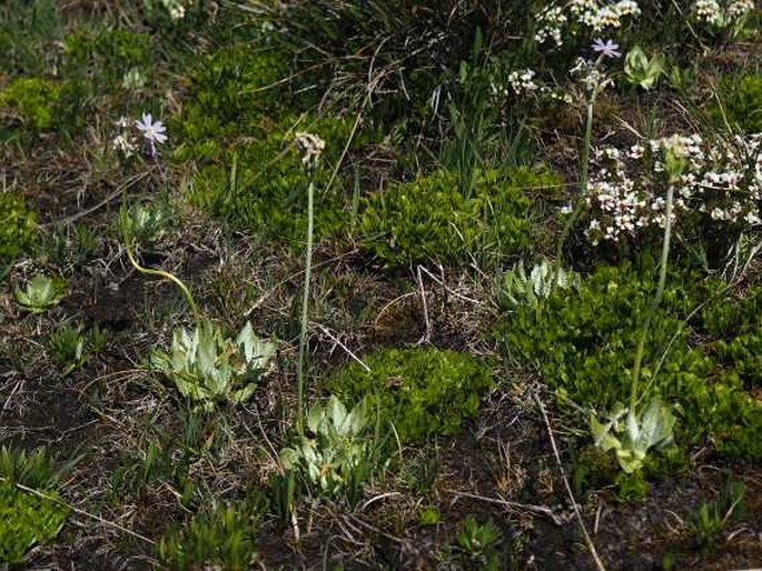 Primula magellanica