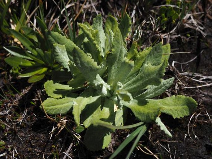 Primula magellanica