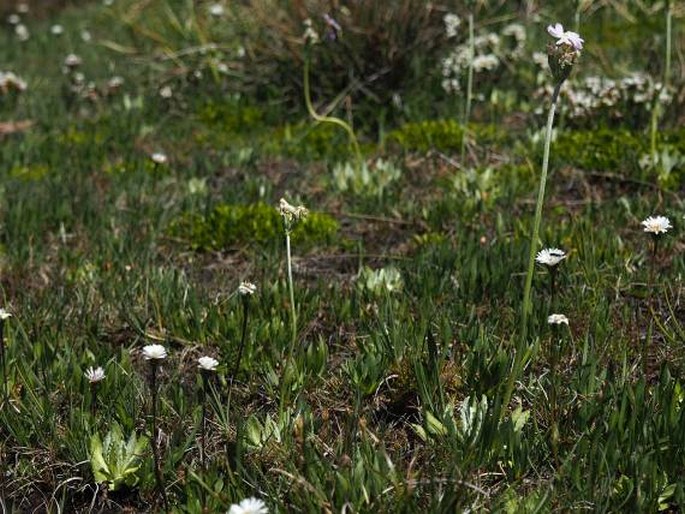 Primula magellanica