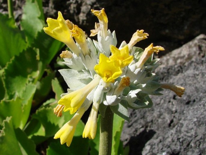 PRIMULA PALINURI Petagna – prvosenka / prvosienka