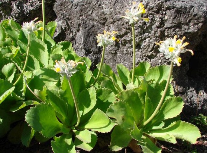 Primula palinuri