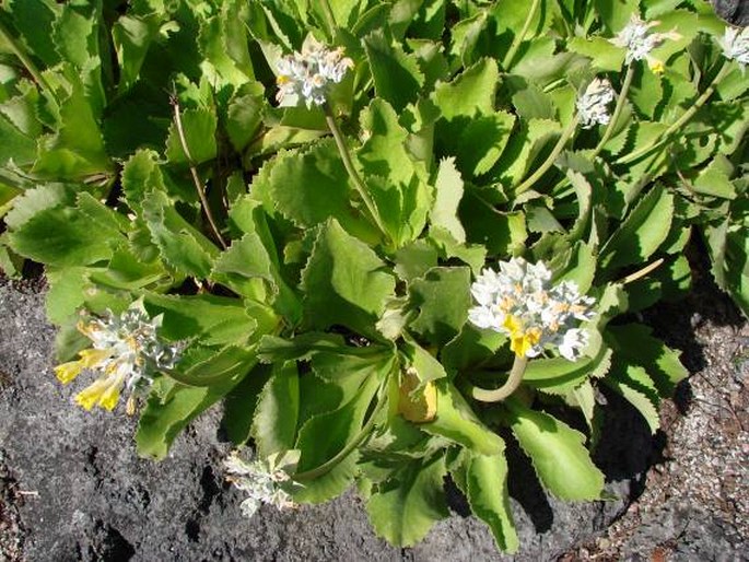 Primula palinuri