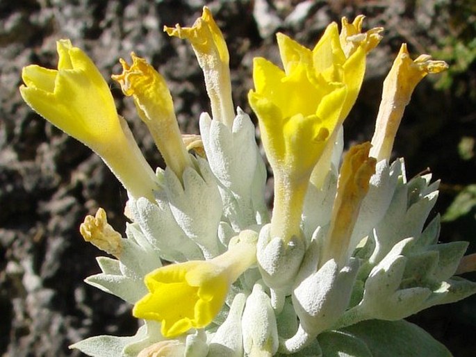 Primula palinuri