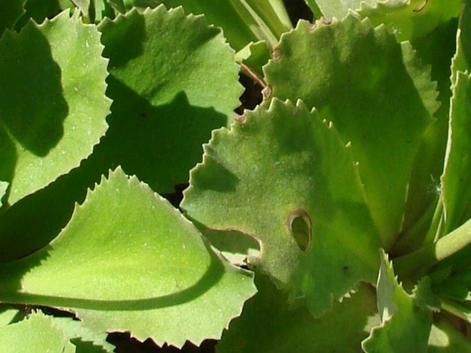 Primula palinuri