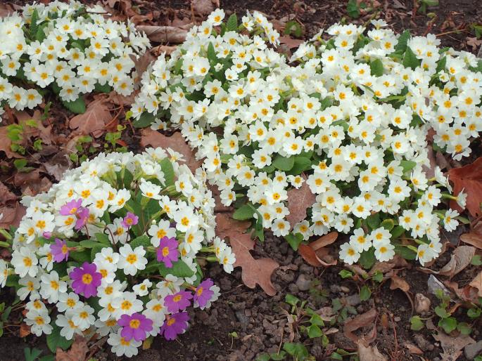 Primula ×pruhoniciana