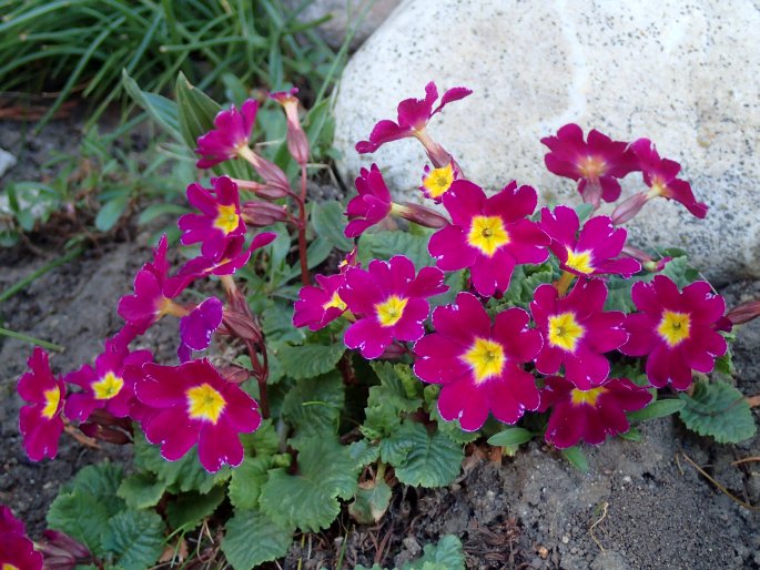 Primula ×pruhoniciana